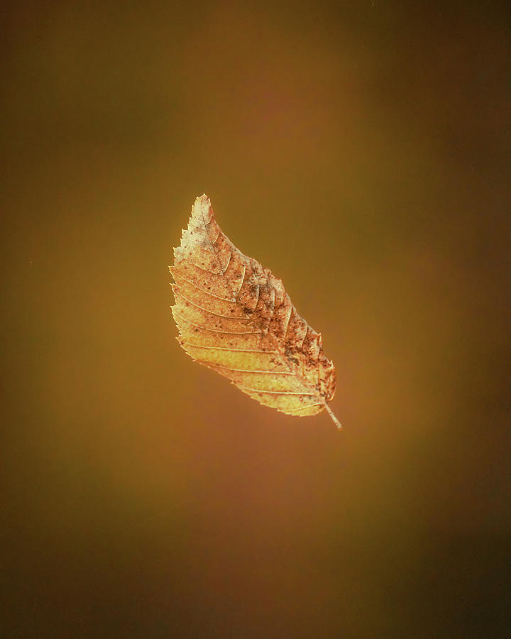 Floating Leaf Photograph by Rick Nelson