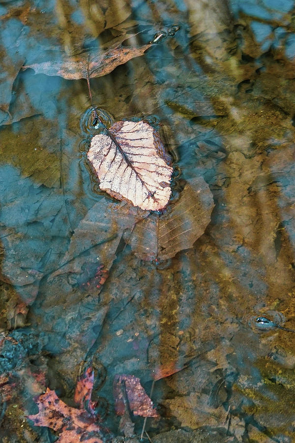 Floating Leaf Photograph by Tana Reiff