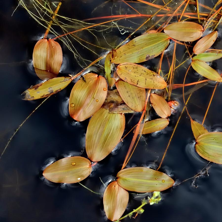 Floating Leaves and Branches Photograph by Jerry Sodorff