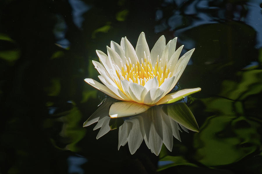 Floating lilly Photograph by Inga Simitz - Pixels