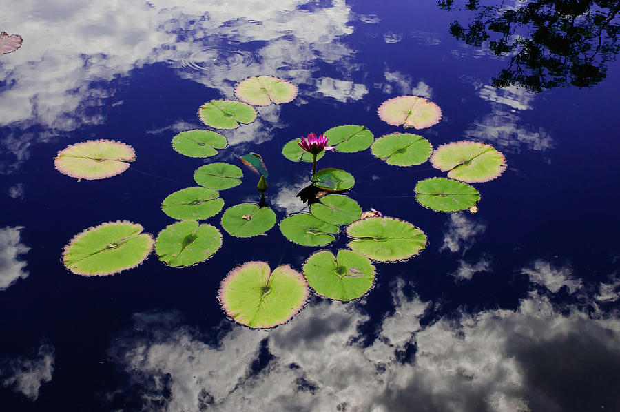 Lily Photograph - Floating Lily Pad by John Bartelt