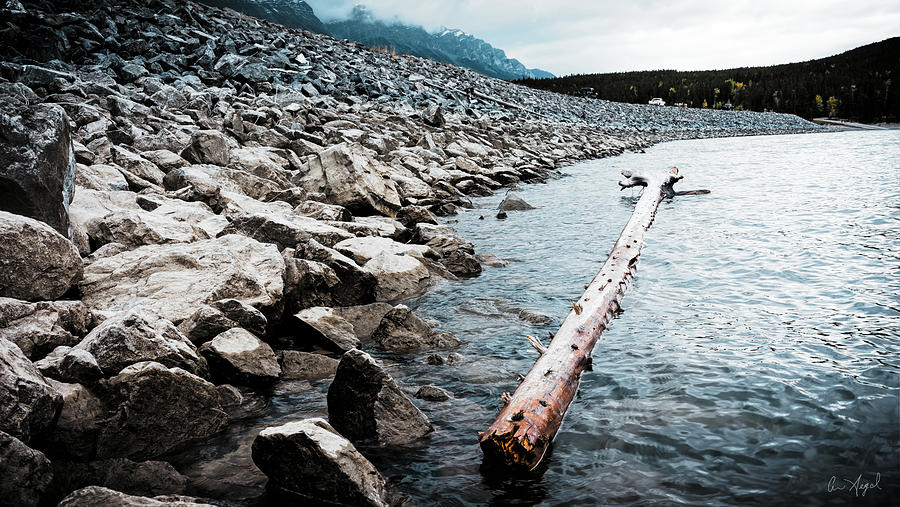 Floating Log Photograph by Ari Segal - Fine Art America