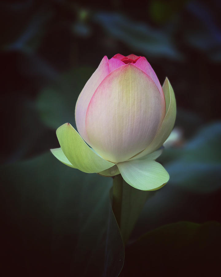 Floating Lotus Photograph by Mark Truman