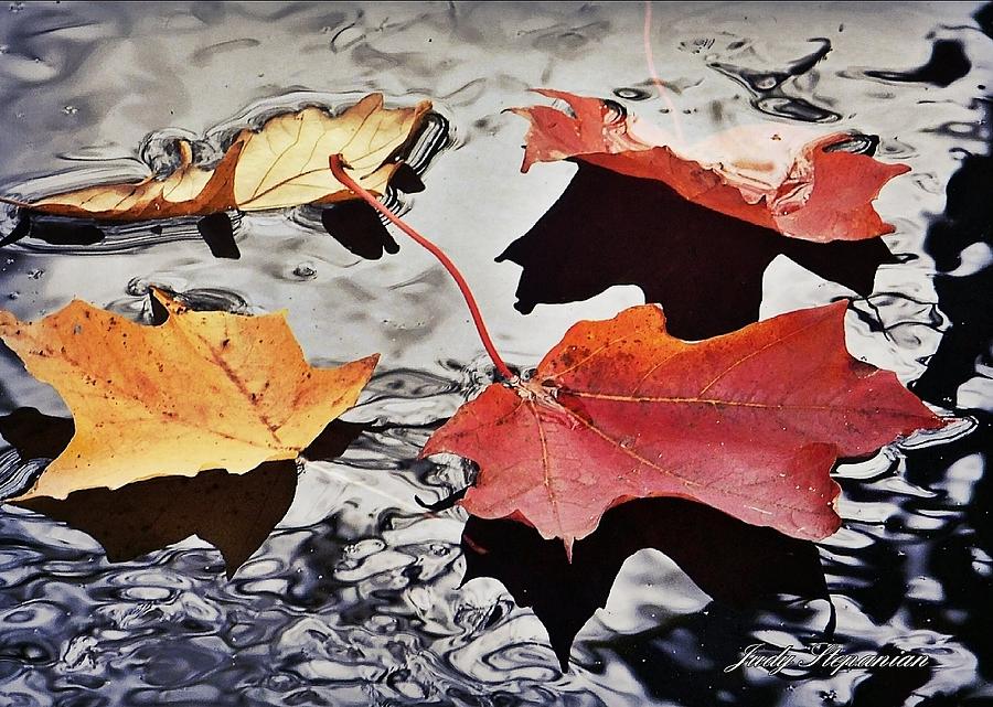Floating Maple Leaves Photograph by Judy Stepanian