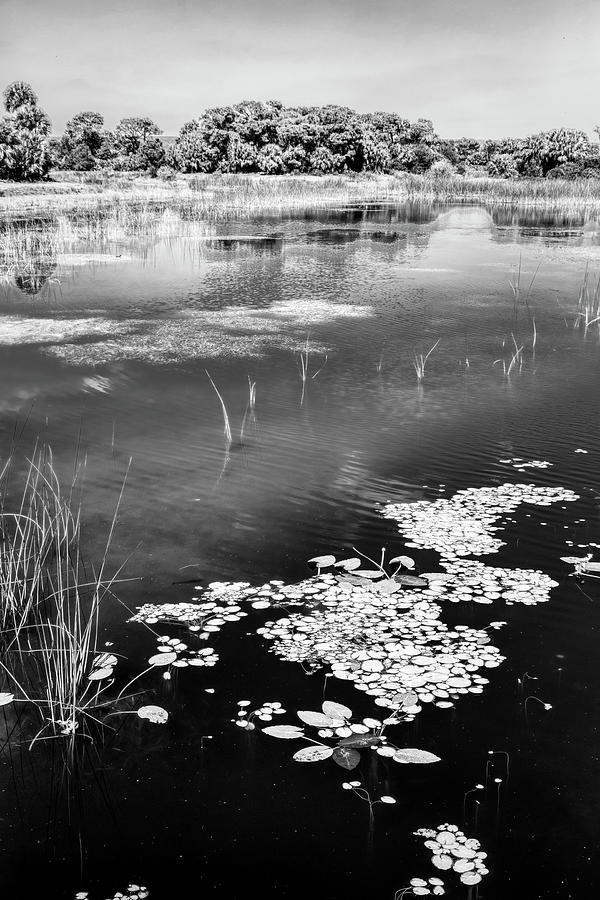 Lily Photograph - Floating Mirror Black and White by Debra and Dave Vanderlaan