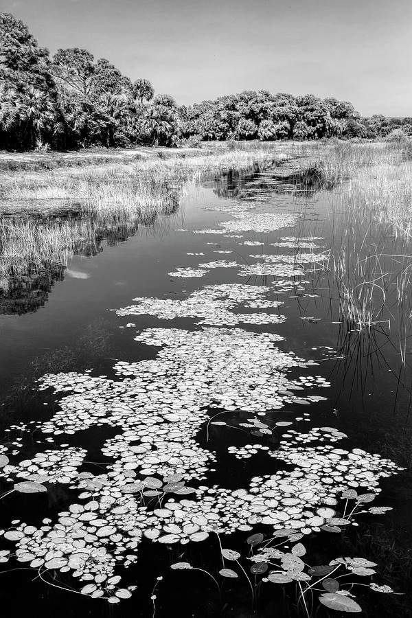 Lily Photograph - Floating on a Mirror Black and White by Debra and Dave Vanderlaan