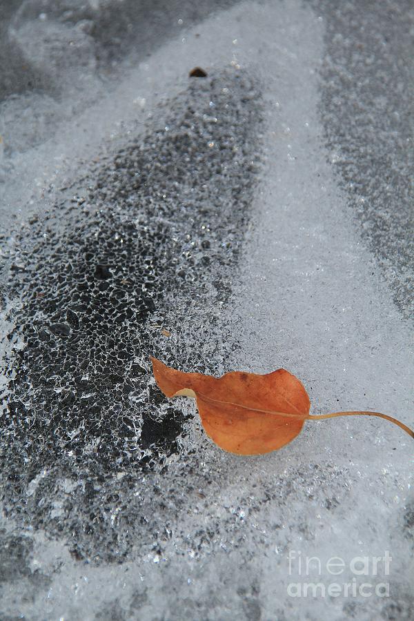 Leaves Photograph - Floating On Ice by Roland Stanke Leaves Photograph - Floating On Ice by Roland Stanke