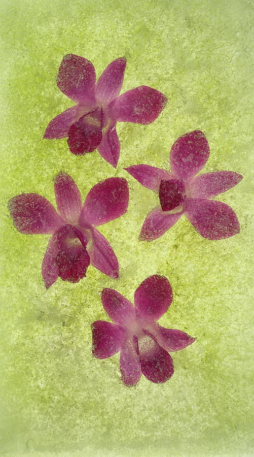 Floating Orchids Photograph by Zina Zinchik