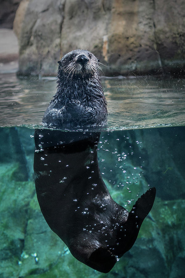 Floating Otter - Vertical Photograph by Patti Deters