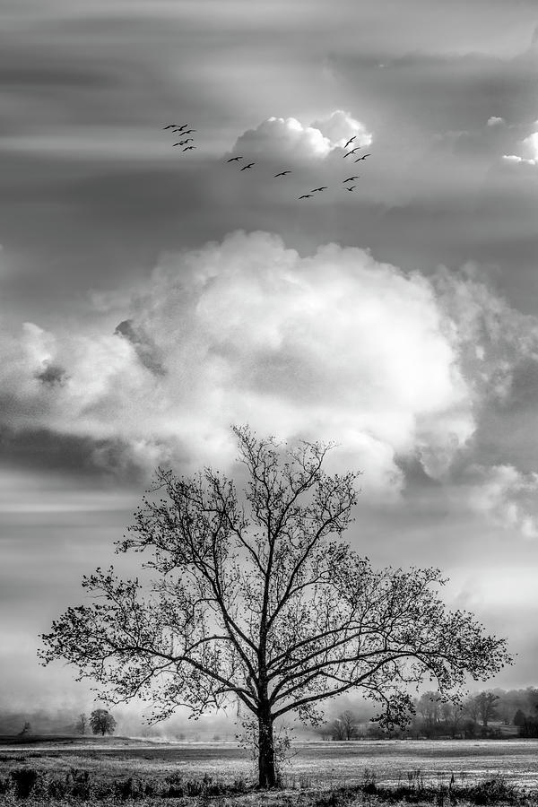 Floating over the Fields Black and White Photograph by Debra and Dave Vanderlaan