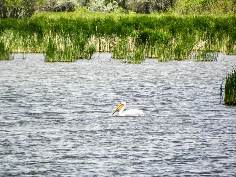Floating Pelican Photograph by Amanda R Wright