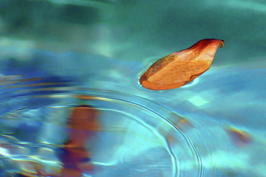 Floating Petal Photograph by Nikolyn McDonald