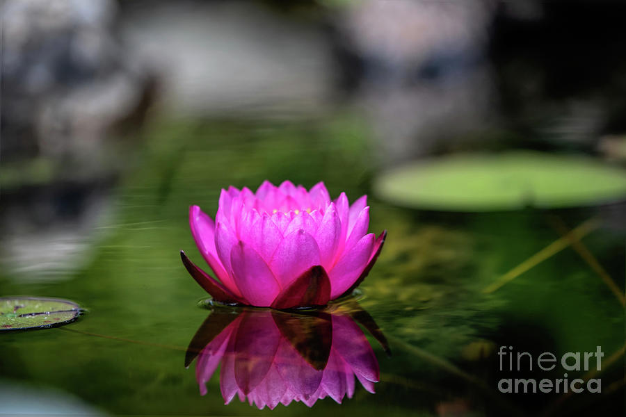 Nature Photograph - Floating Pink by Ed Taylor