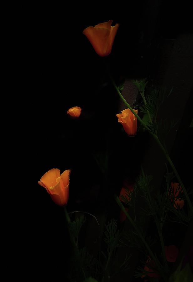 Floating Poppies Photograph