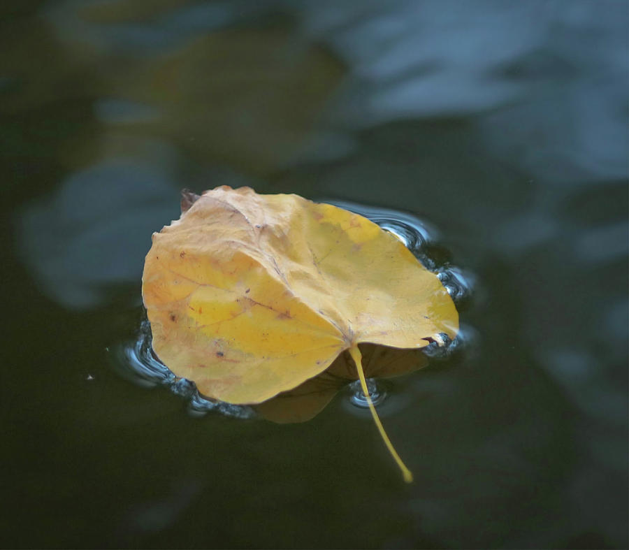 Floating Photograph by Rebecca Finley - Fine Art America