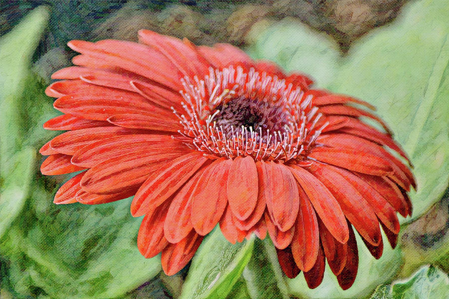 Floating Red Gerbera Daisy Digital Art by Gaby Ethington