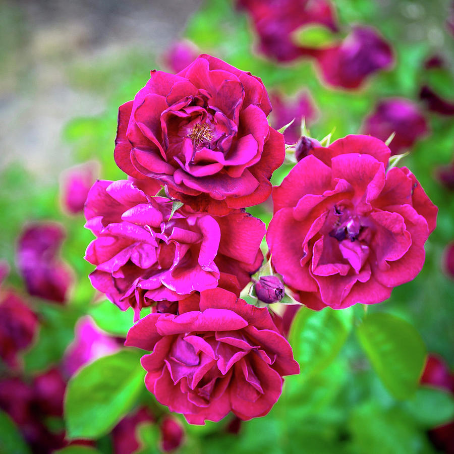 Floating Roses Photograph by Shannon Burstein - Fine Art America