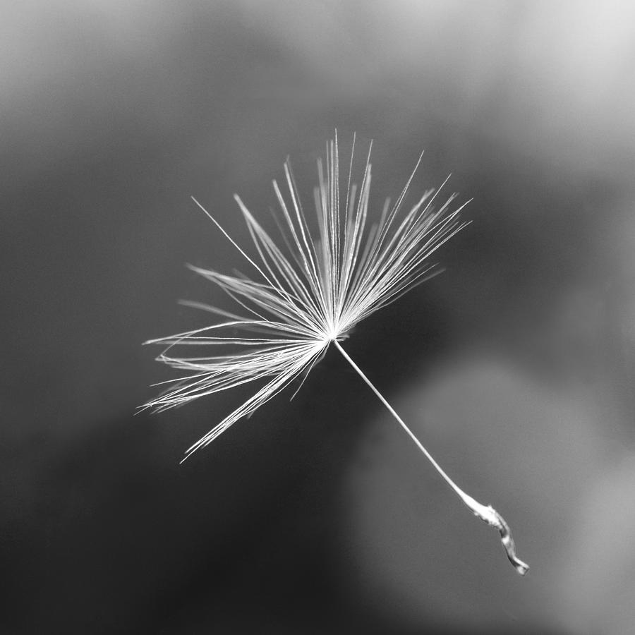 Floating seed head in black&white Photograph by Tuomas Lehtinen