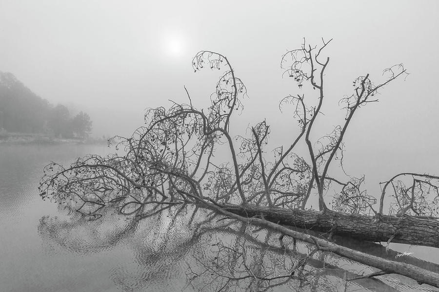 Floating Tree Photograph by Jurgen Lorenzen