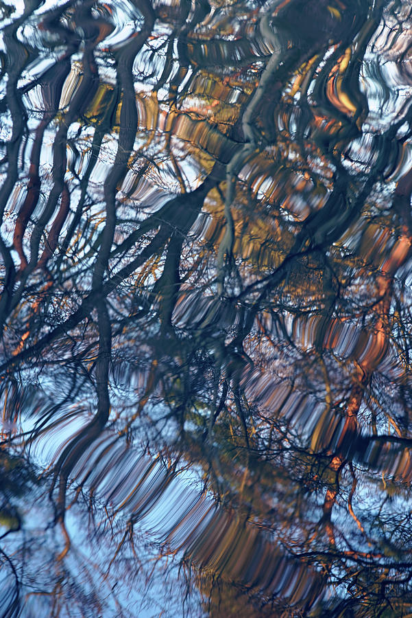 Nature Photograph - Floating Trees 2 by Augenwerk Susann Serfezi