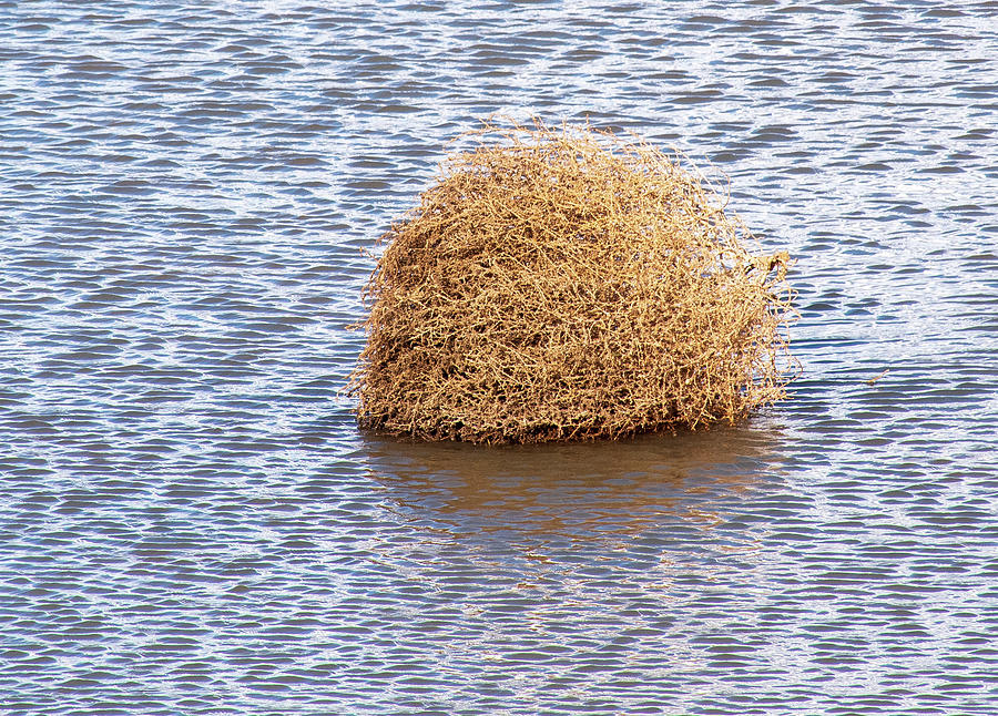 Floating Tumbleweed Photograph