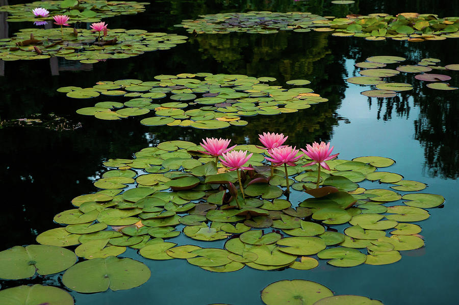 Floating Water Lilies Photograph by John Bartelt