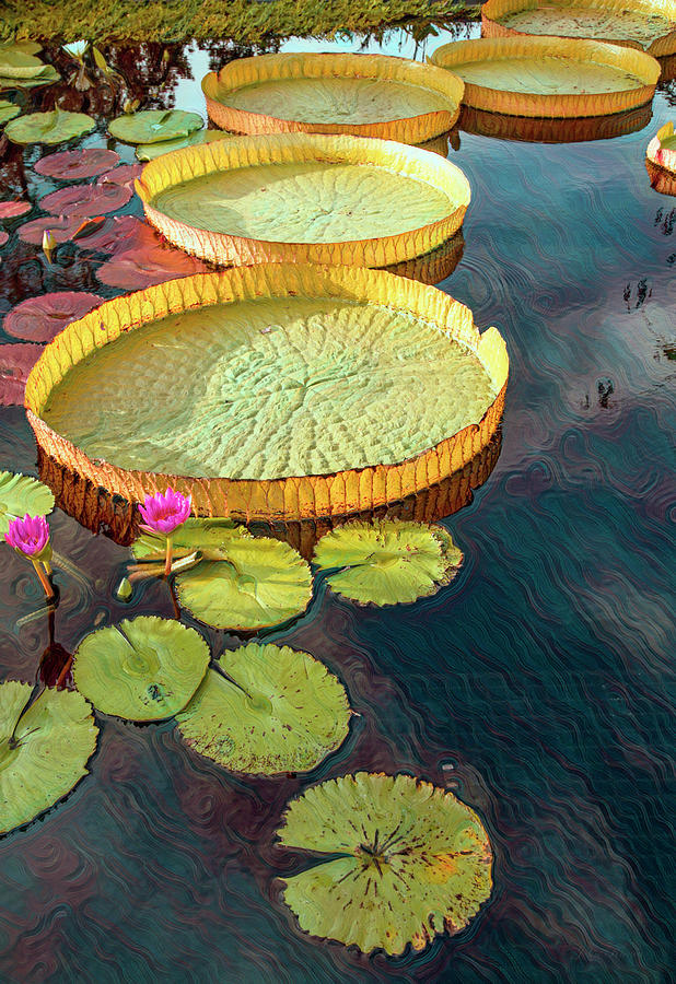 Floating water Lilies Photograph by John Rivera