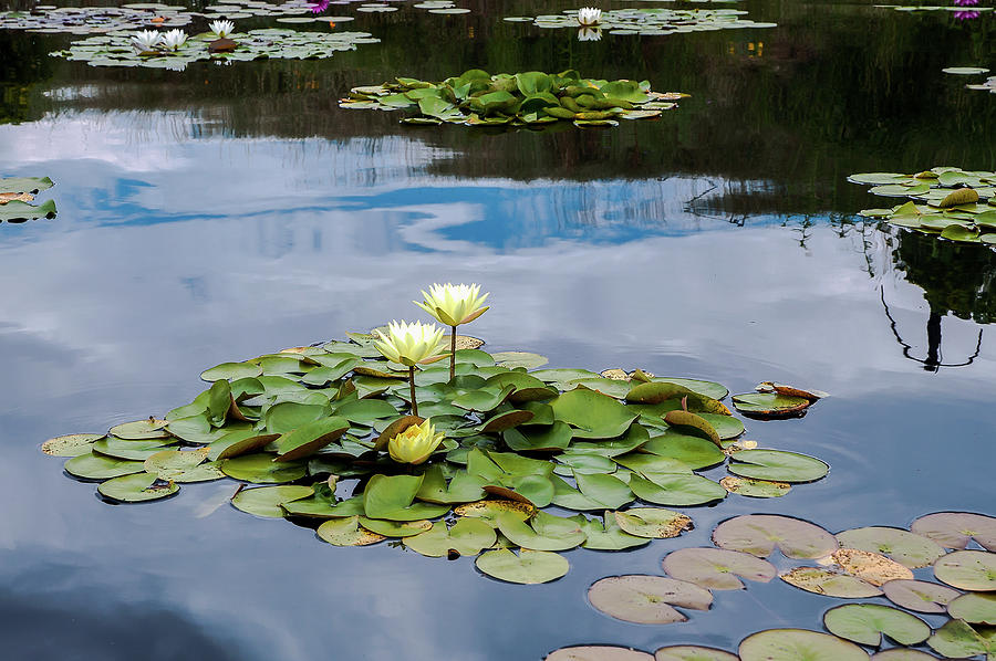 Floating Water Lily Pods Photograph by John Bartelt