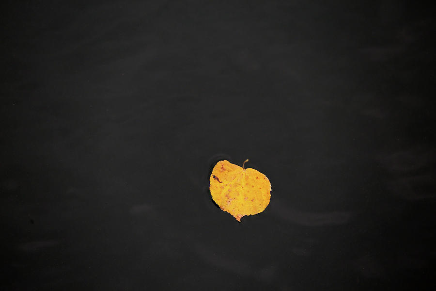 Floating Yellow Leaf 103023 Photograph by Mary Bedy