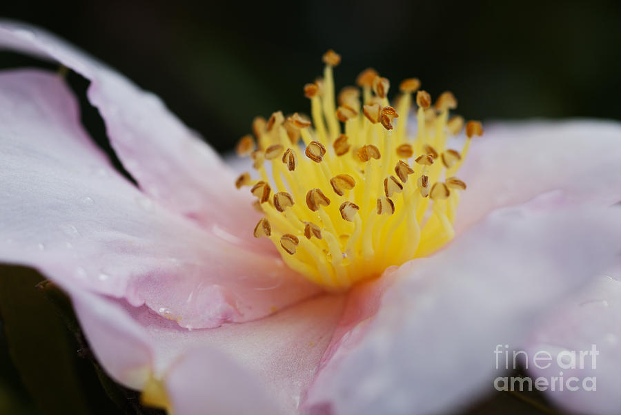 Floating Yellow Pink Camellia Flower  Photograph by Joy Watson