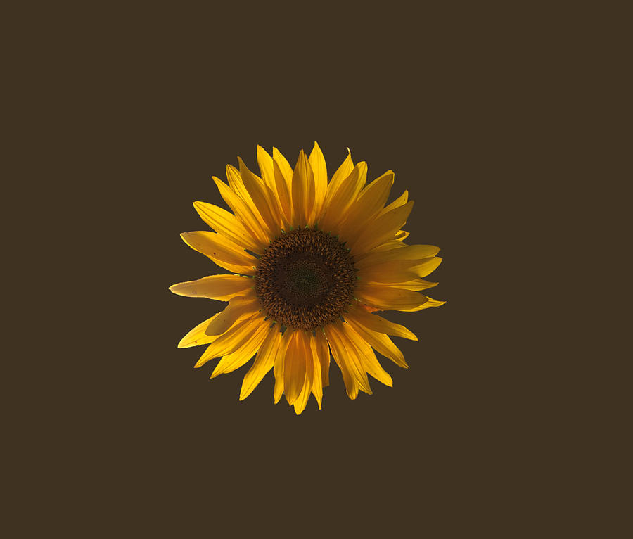 Floating Yellow Sunflower Photograph by Rachelle Stracke