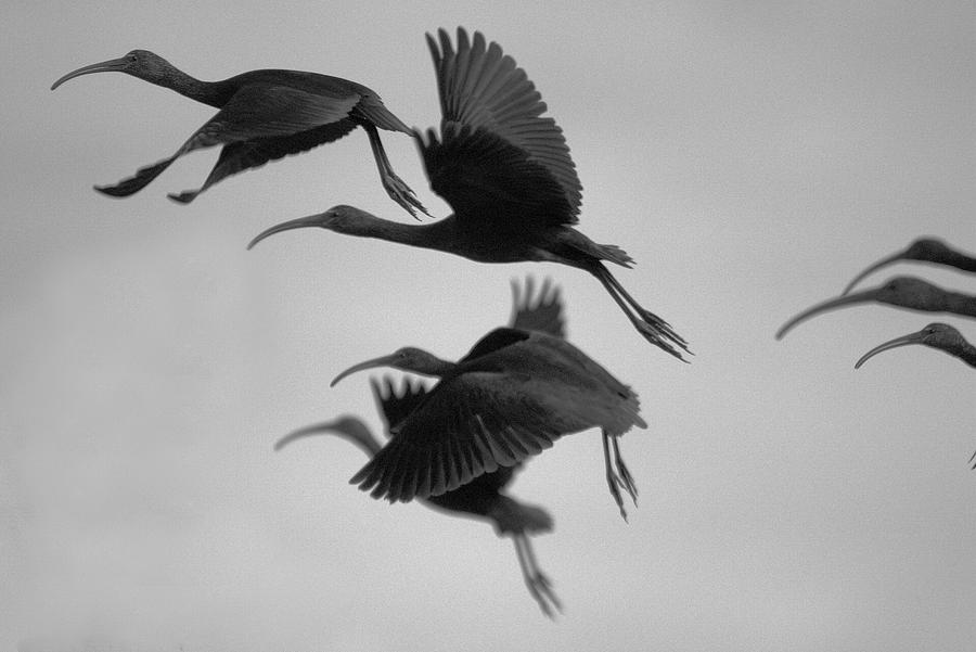 Flock Blackbirds In The Sky Black And White Photograph