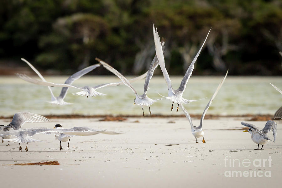 Flock Crested Terns From Behind Bremer Bay Photograph By Chris De