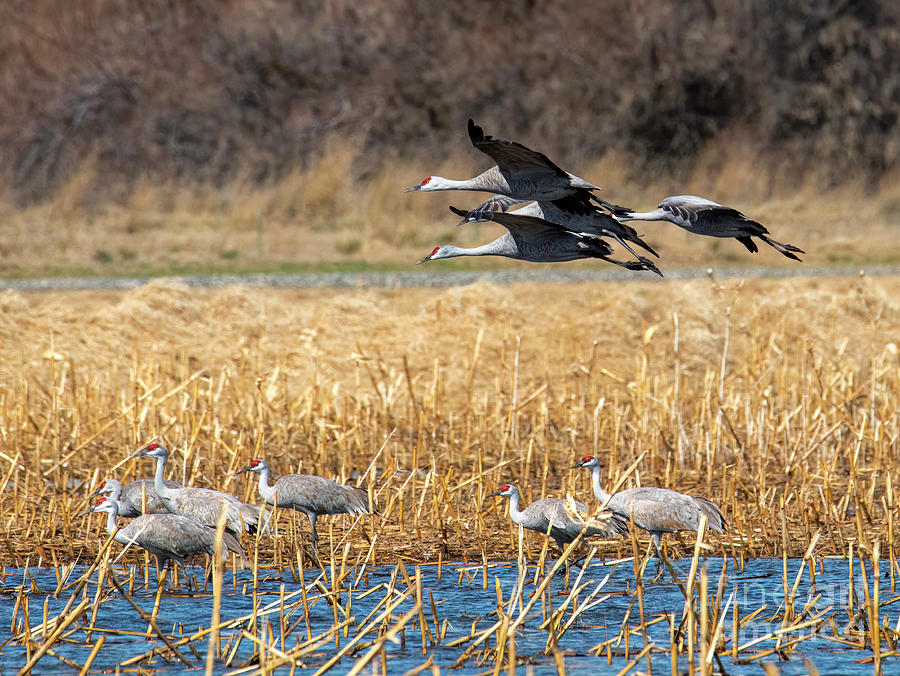 Wildlife Photograph - Flock Flyover by Michael Dawson