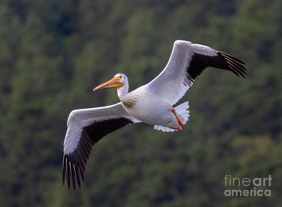 Flock Of American White Pelicans Photograph