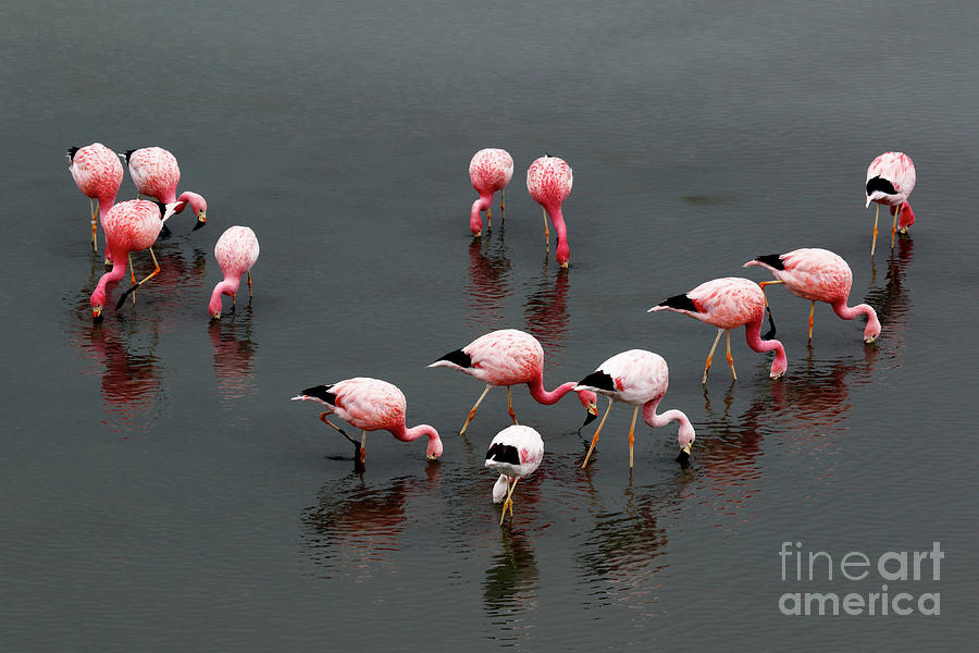 Flock of Andean flamingoes Photograph by James Brunker