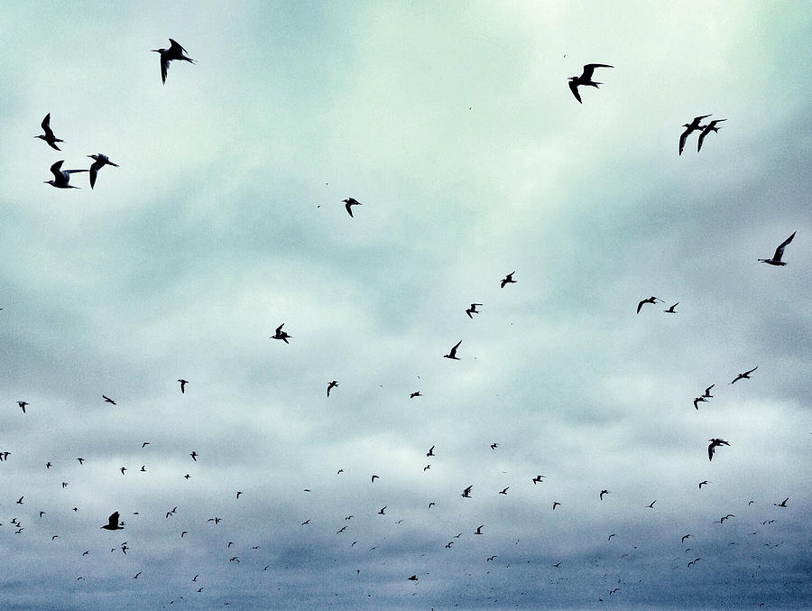 Flock of birds in sky Photograph by Snapper