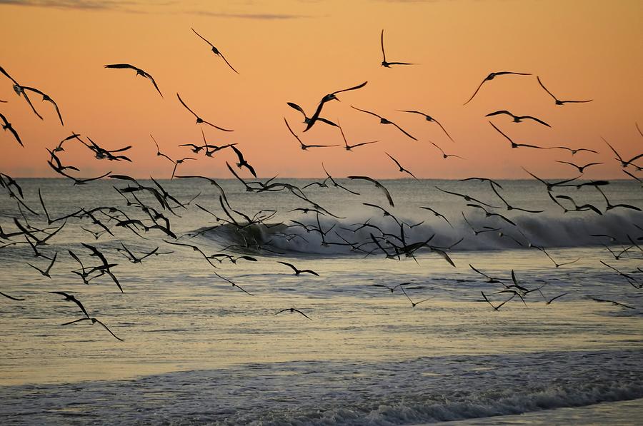 Flock of black Skimmers and Surf Photograph by Bradford Martin