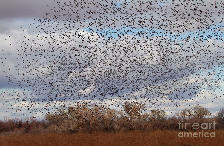 Flock of Blackbirds in the Southwest skies  Photograph by Ruth Jolly