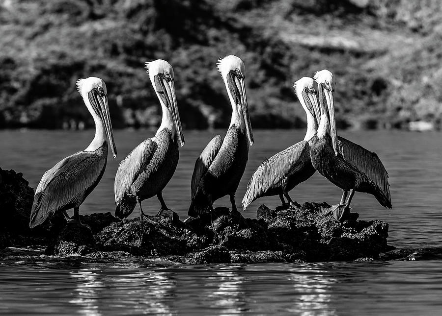 Flock of Brown Pelican, Pelecanus occidentalis, on island, Sea of Cortez, Baja California Sur, Mexic Photograph by Panoramic Images