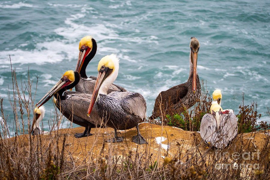 Flock of Brown Pelicans on the Cliffs near La Jolla, California Photograph by L Bosco