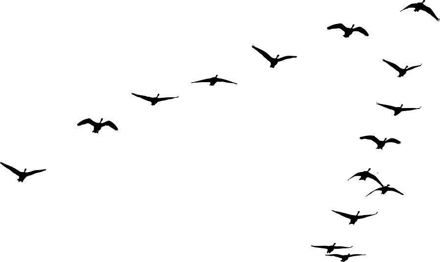 Flock of Canada Geese flying in formation Drawing by GeorgePeters