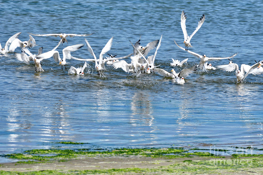 Flock of Common Tern Bathing Photograph by Amazing Action Photo Video