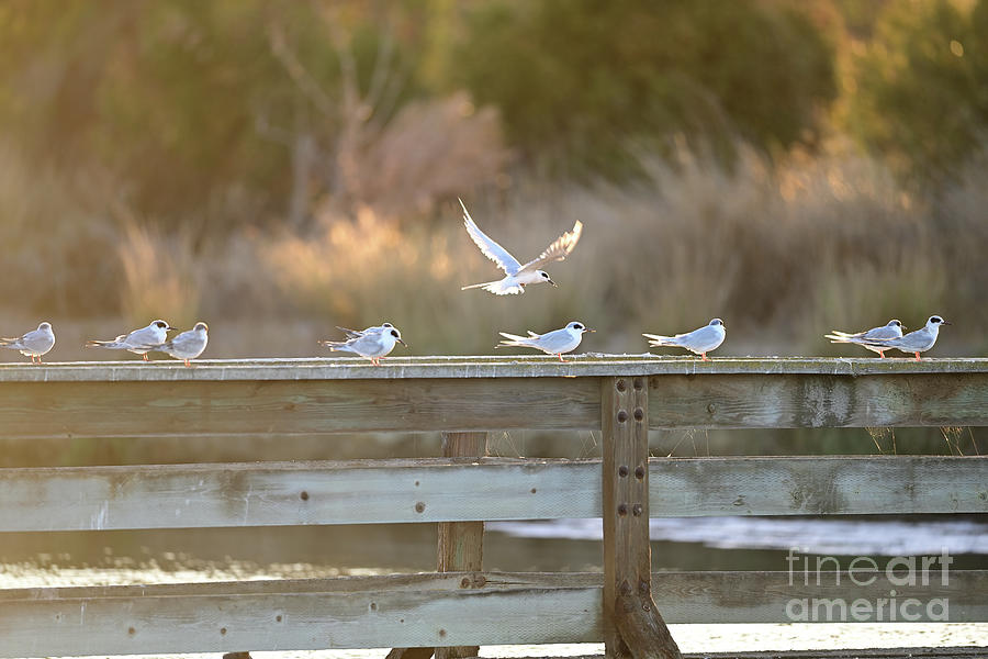 Flock of Common Tern Sitting along the bird rest Photograph by Amazing Action Photo Video