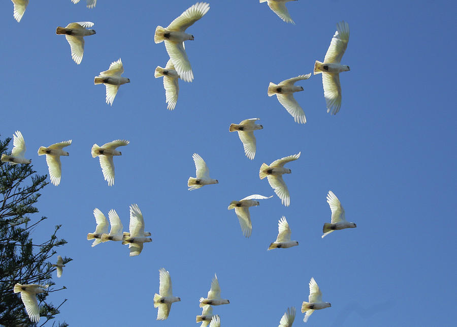 Flock of Corellas Photograph by Maryse Jansen
