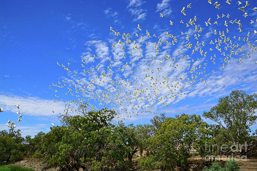 Flock of Corellas Outback NSW Australia by Kaye Menner Photograph by Kaye Menner