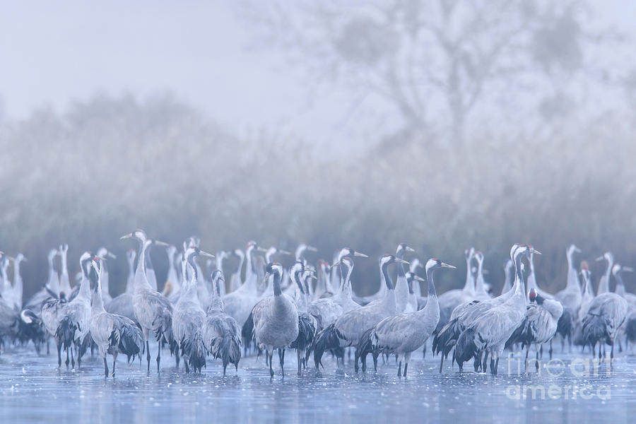 Flock of Cranes in the Mist Photograph by Arterra Picture Library
