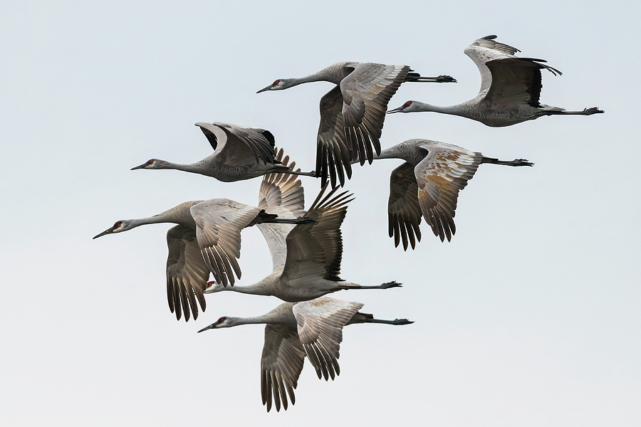 Flock of Cranes Photograph by Loree Johnson