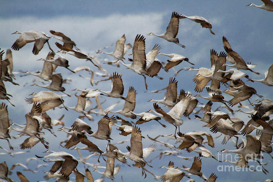 Flock Of Cranes Photograph