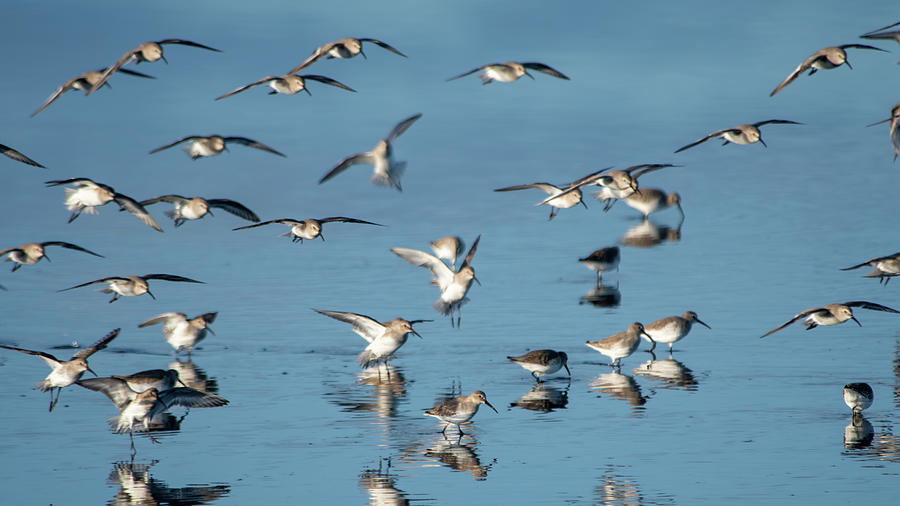 Flock of Dunlin Photograph by Bradford Martin